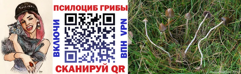 наркота Владикавказ Псилоцибиновые грибы ЛСД